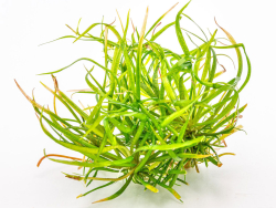 Zwergschwertpflanze - Helanthium tenellum ´Red´ in vitro